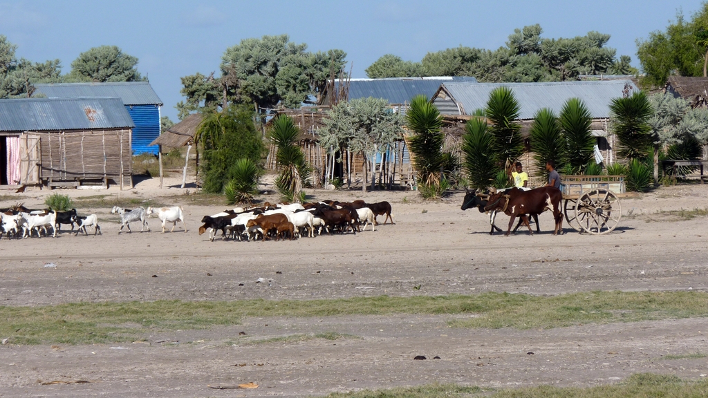 17.JPG - le village des TANALANA, collé au village VEZO (pêcheurs), mais dans les terres