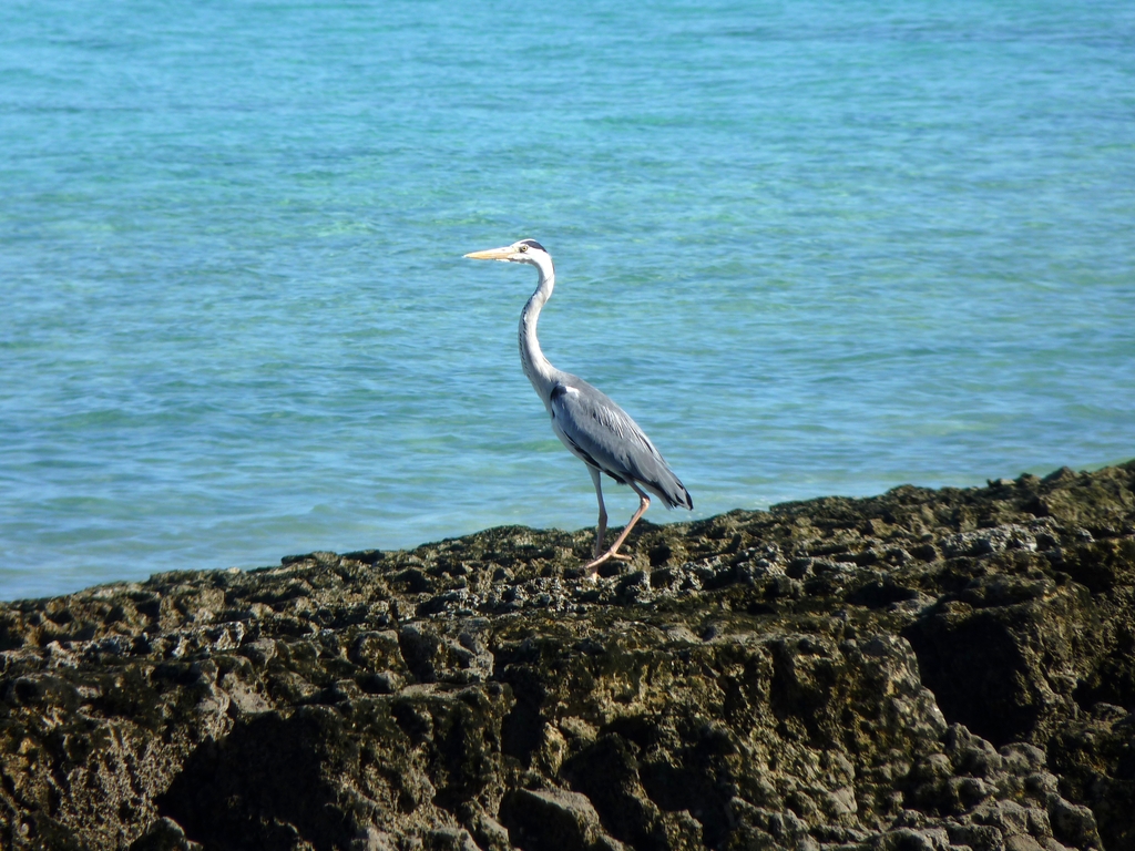 27.JPG - il y a d'autres oiseaux ici