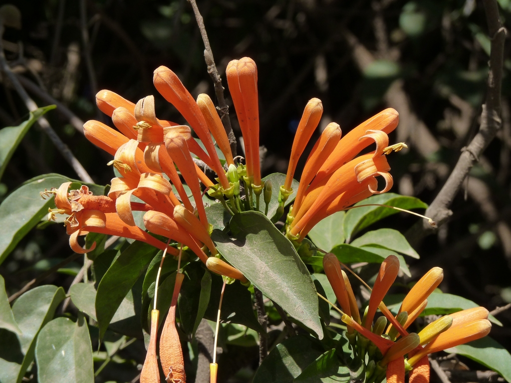 53.JPG - intermède floral