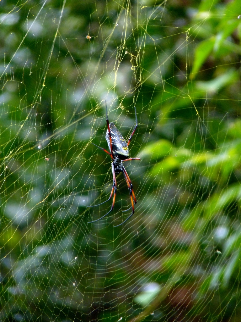 28.JPG - porte bonheur