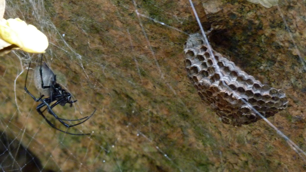 29.JPG - une araignée s'attaque à un nid de guèpes