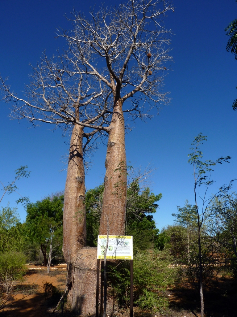 08.JPG - baobab dans le parc botanique de l’ONG Bel Avenir