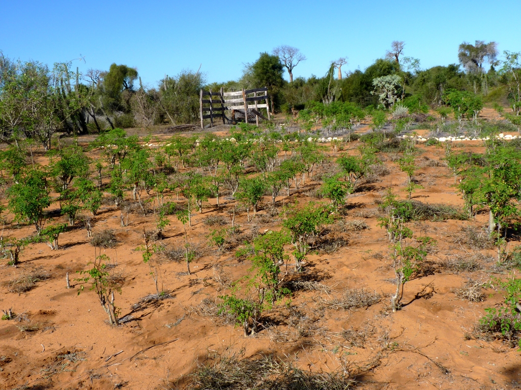 10.JPG - plantation de MORINGA (parc botanique de l’ONG Bel Avenir)