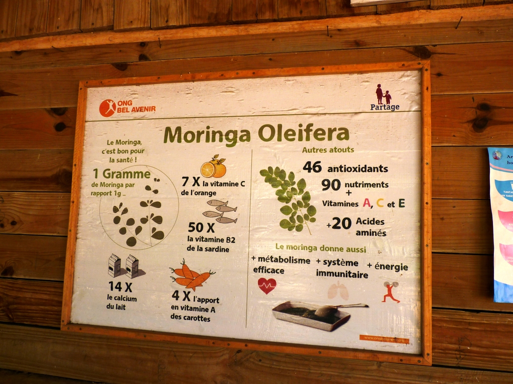 11.JPG - les bienfaits du MORINGA