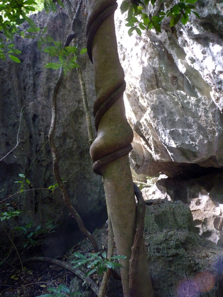53.JPG - une liane étrangle l'arbre qui la supporte