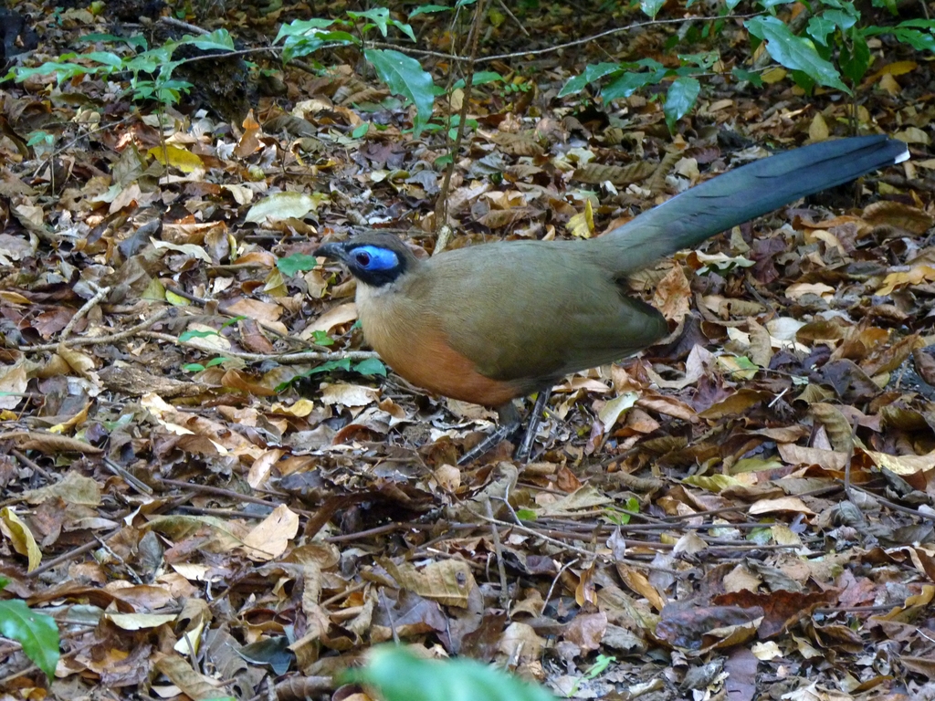 54.JPG - cet oiseau n'a pas du tout peur des humains