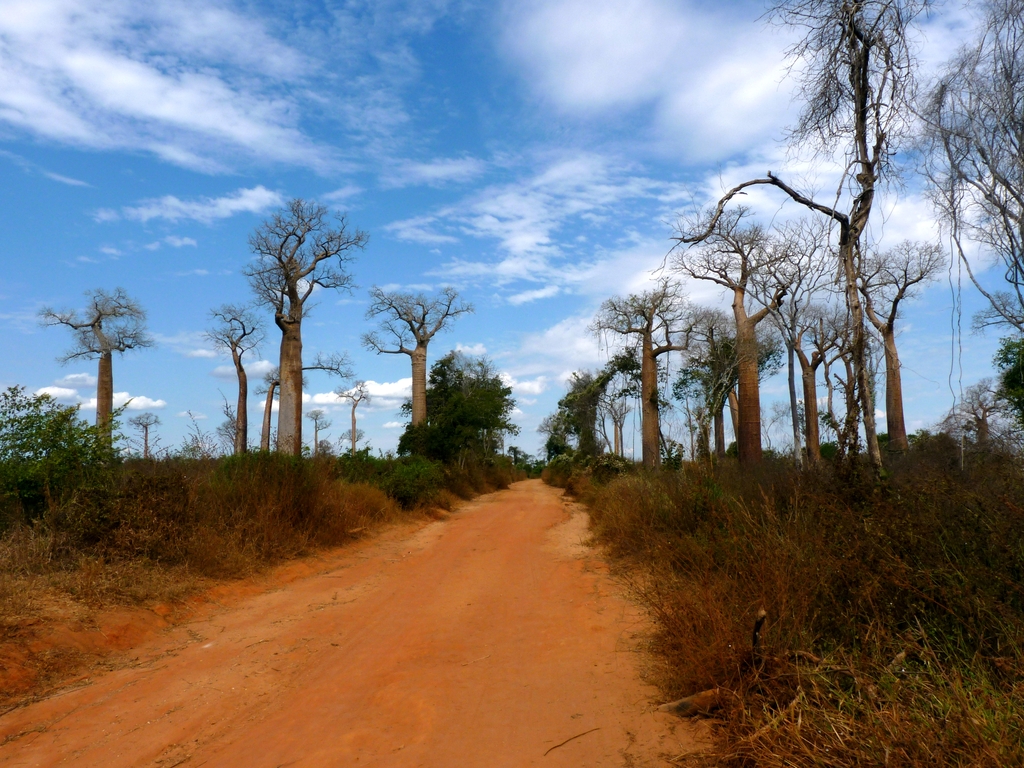 58.JPG - sur la route pour l'allée des baobabs