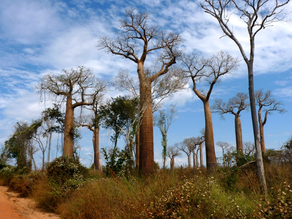 60.JPG - sur la route pour l'allée des baobabs