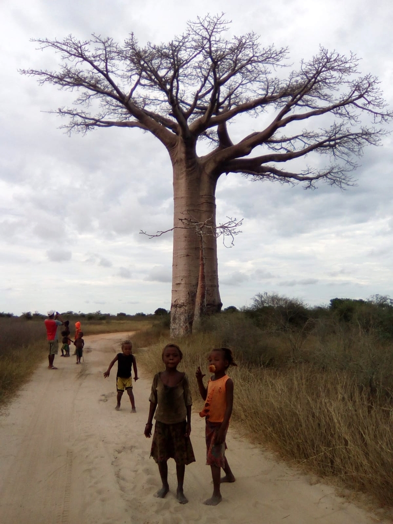 61.jpg - sur la route pour l'allée des baobabs