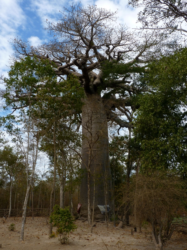 62.JPG - le baobab sacré qui a plus de 800 ans