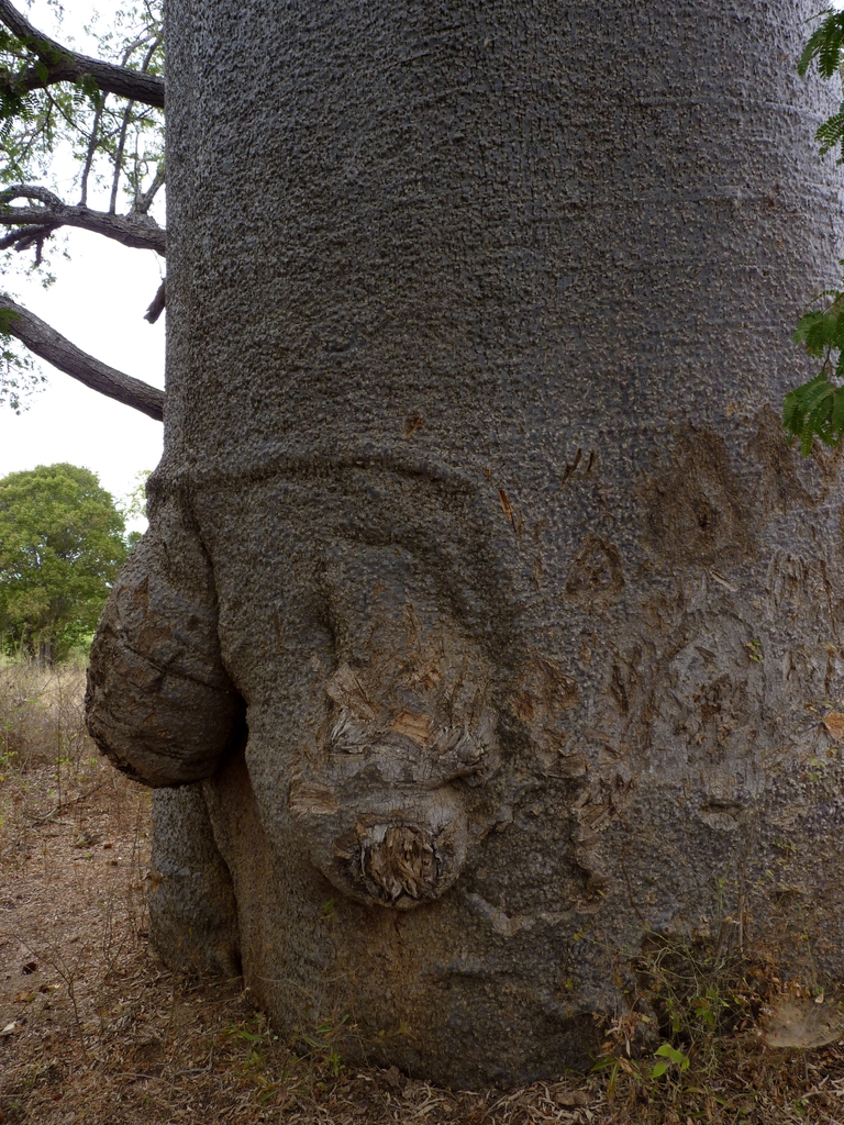 64.JPG - le baobab mâle