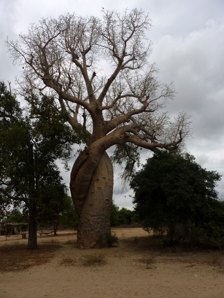 66.JPG - le baobab amoureux