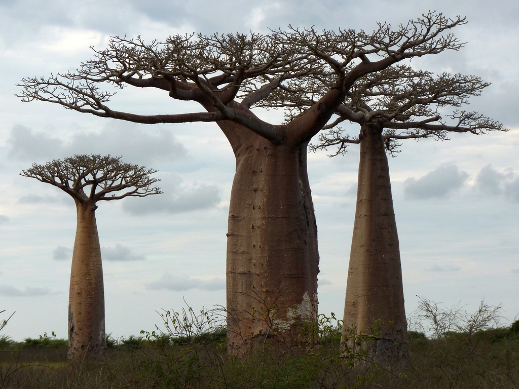 68.JPG - sur la route pour l'allée des baobabs