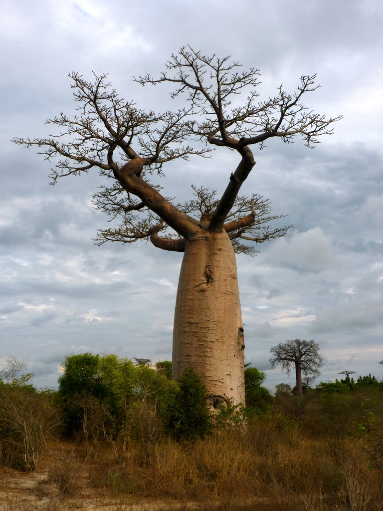 70.JPG - sur la route pour l'allée des baobabs