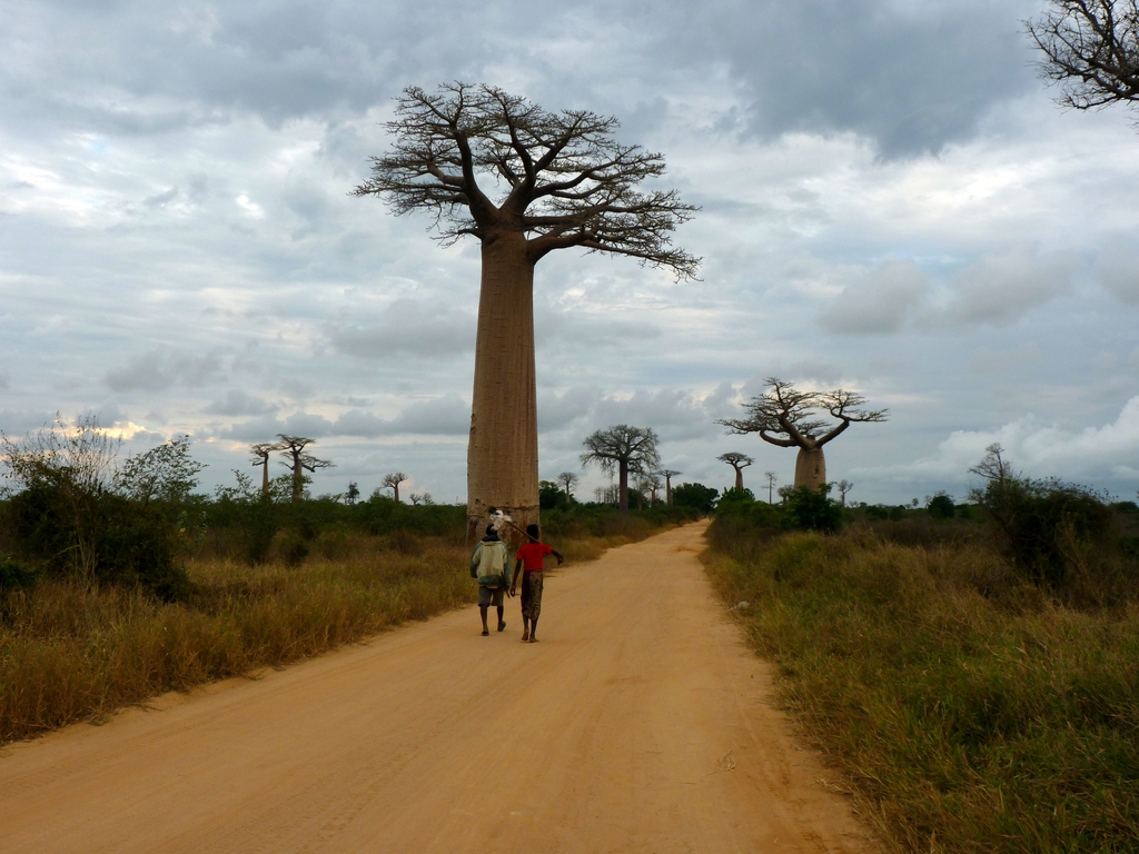 76.JPG - sur la route pour l'allée des baobabs