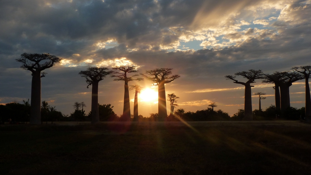 77.JPG - l'allée des baobabs