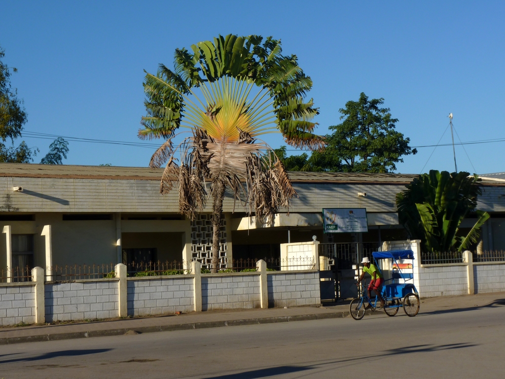 04.JPG - un arbre du voyageur en pleine ville