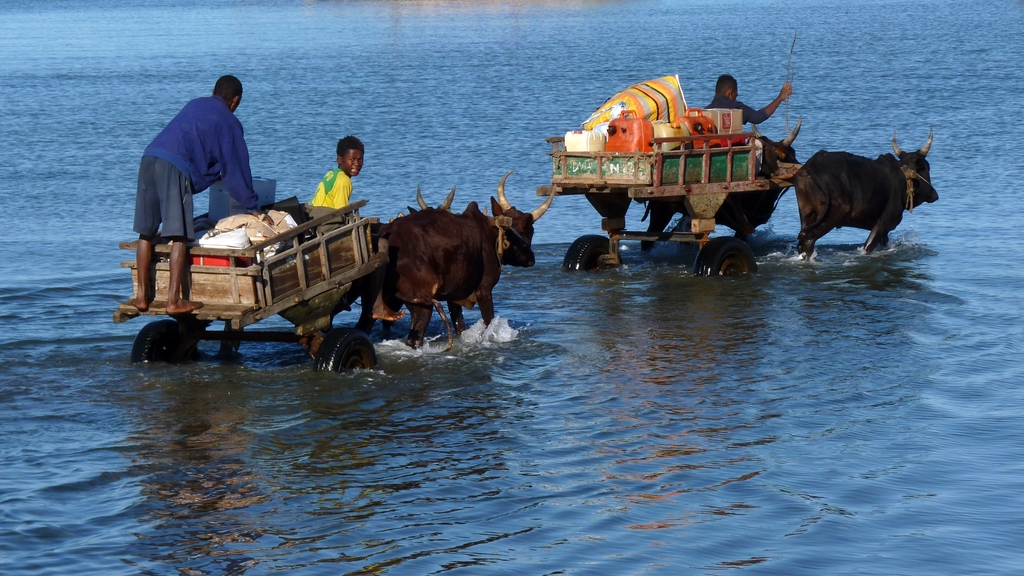41.JPG - les marchandises sont amenées sur les bateaux grâce à des charrettes à zébu