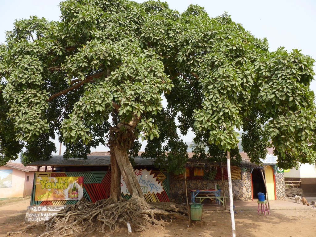 KPALIME-49.JPG - Les anciens se réunissent sous cet arbre pour prendre les décisions importantes qui touchent le village (environs de KPALIMÉ)