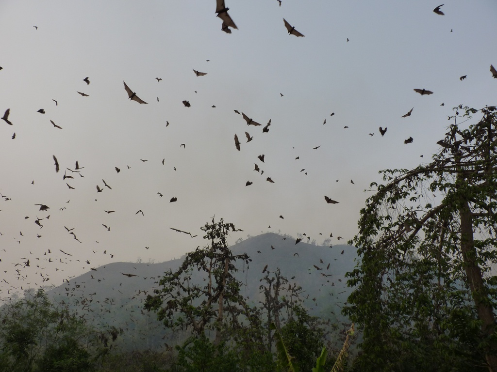 KPALIME-52.JPG - Le village où se réfugient plus d’un million de chauves-souris (environs de KPALIMÉ)