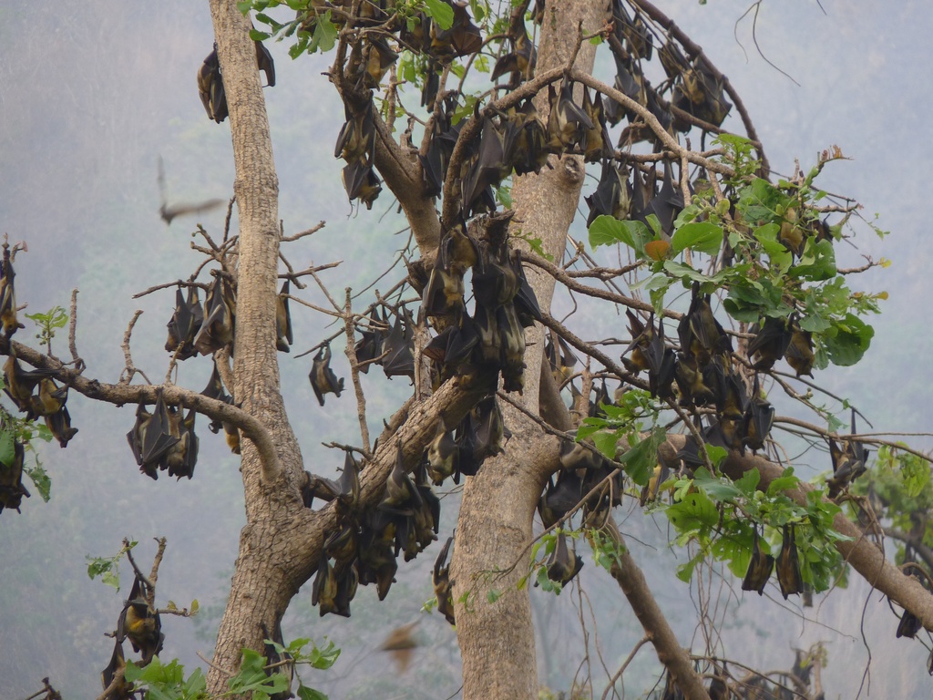 KPALIME-53.JPG - Les chauves-souris remplacent les feuilles des arbres (environs de KPALIMÉ)