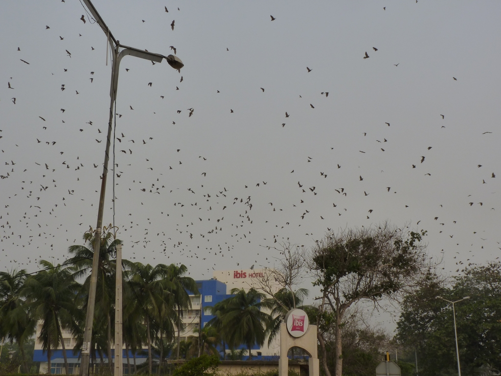 LOME-21.JPG - Les nuées de chauves-souris dès que tombe le soir (LOMÉ)