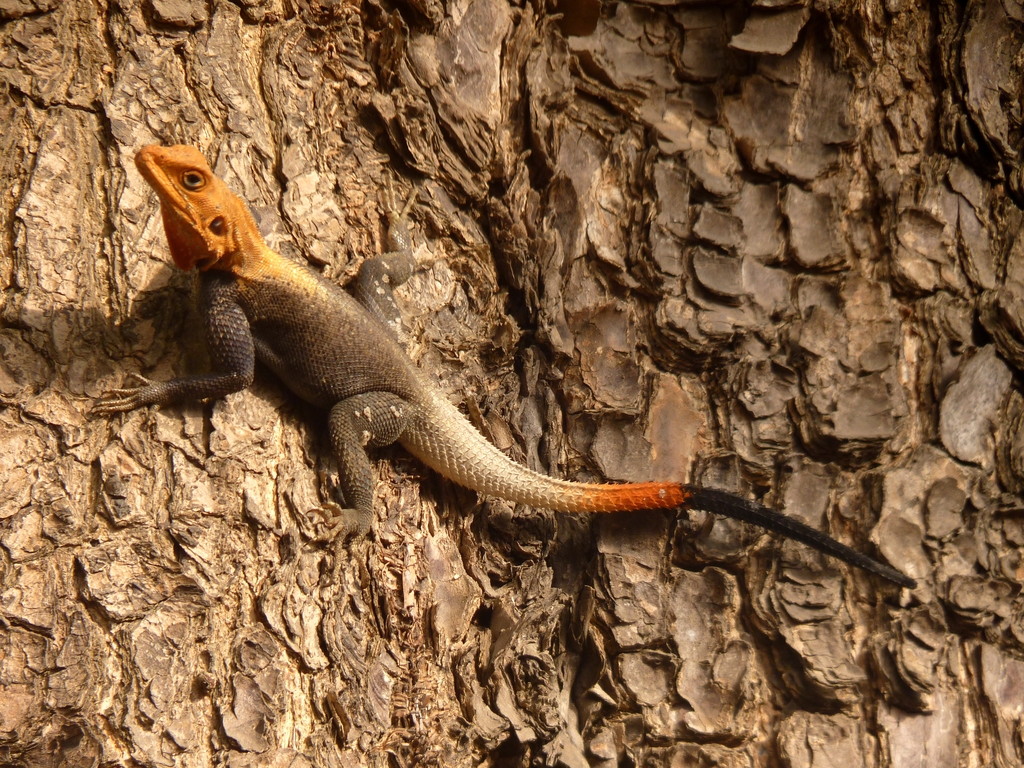 LOME-22.JPG - Un des  lézards du pays (LOMÉ)