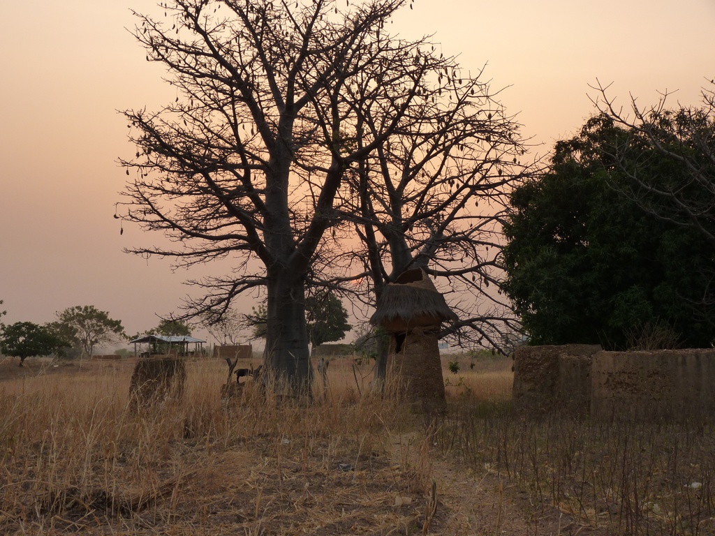 WARANGO-07.JPG - Il y a toujours un baobab au pied des TATAS