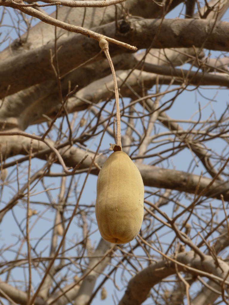 WARANGO-08.JPG - Le fruit du baobad