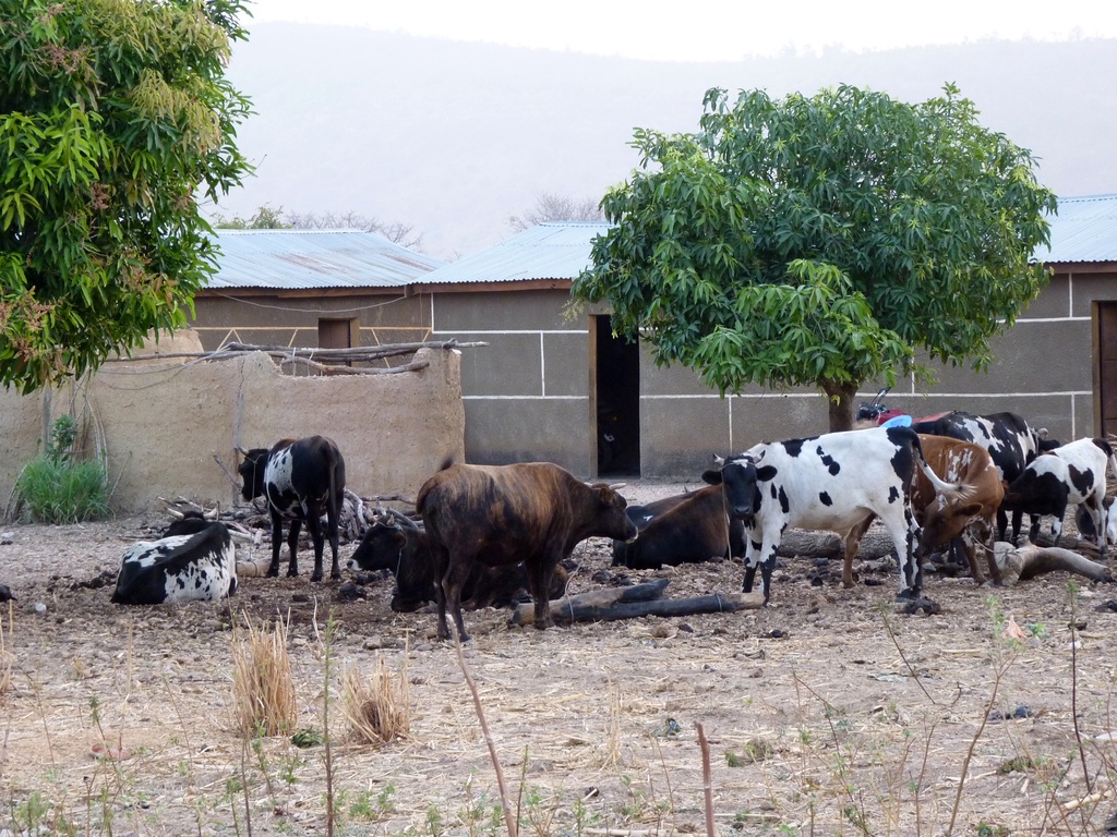 WARANGO-29.JPG - Les vaches se reposent en plein village