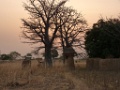 WARANGO-07