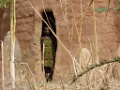 WARANGO-17