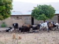 WARANGO-29