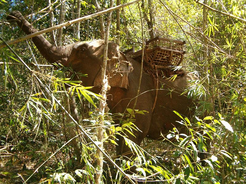 067.JPG - Autour de BANLUNG - en éléphant cette fois-ci
