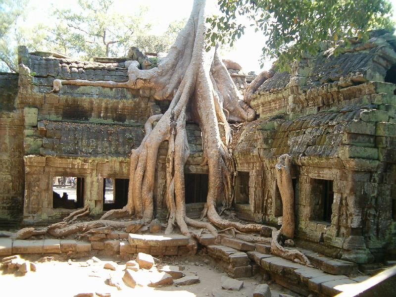137.JPG - TA PROHM - les fameux arbres qui mangent les ruines du temple - comme dans le LONELY LANET